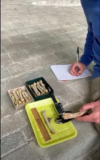 Zu sehen sind die beiden Hände des Wissenschaftlers. Mit der rechten Hand macht er Notizen, während er in der anderen die einzelnen Knochen aus der vor ihm liegenden Sammlung nimmt.