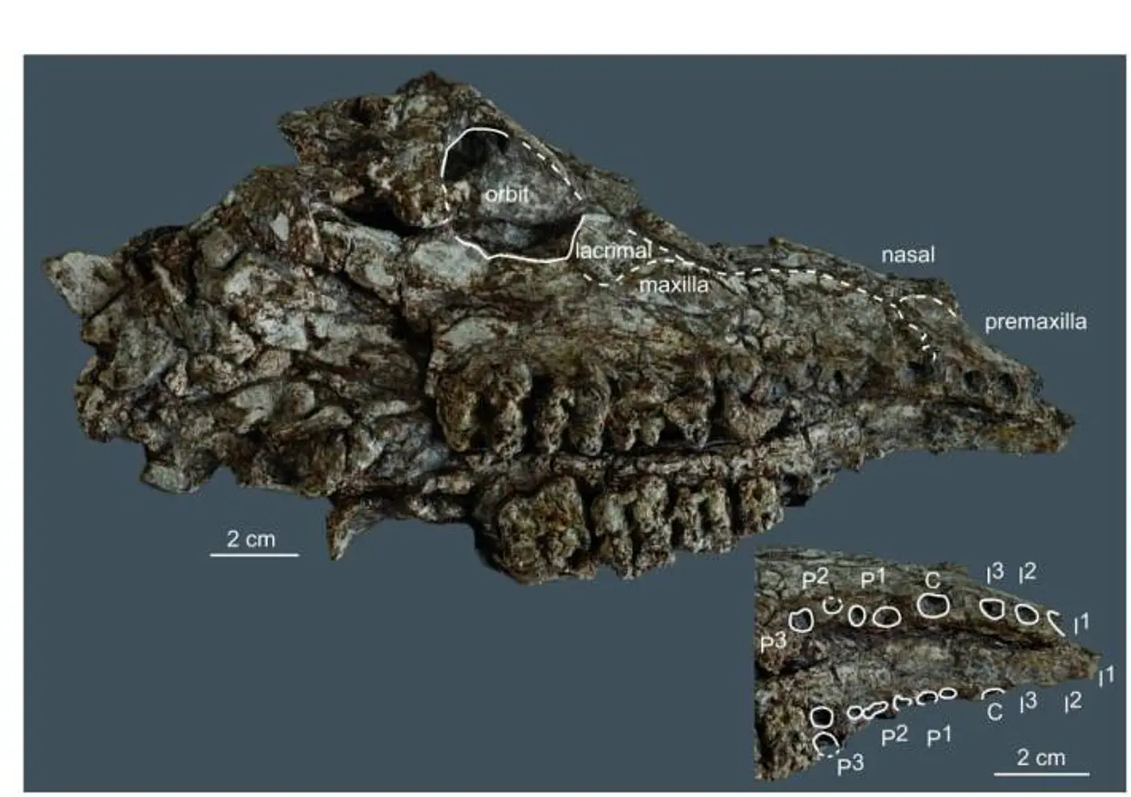 Teil eines Schädels von Bakalovia orientalis. Foto: Senckenberg