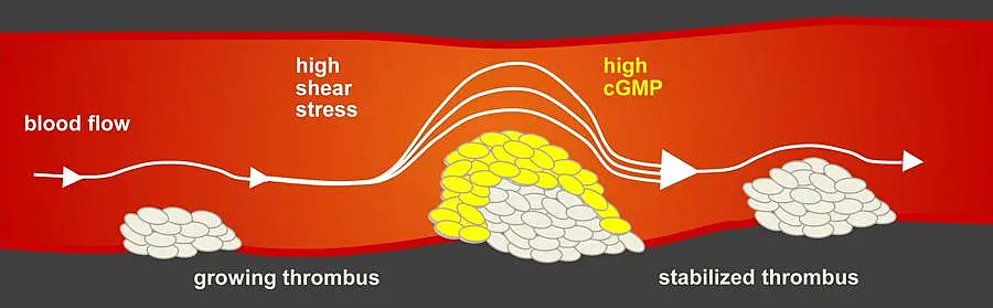 The larger the blood clot, the less space the blood has to flow. The increased shear stress triggers a mechanism that naturally inhibits the blood clot.