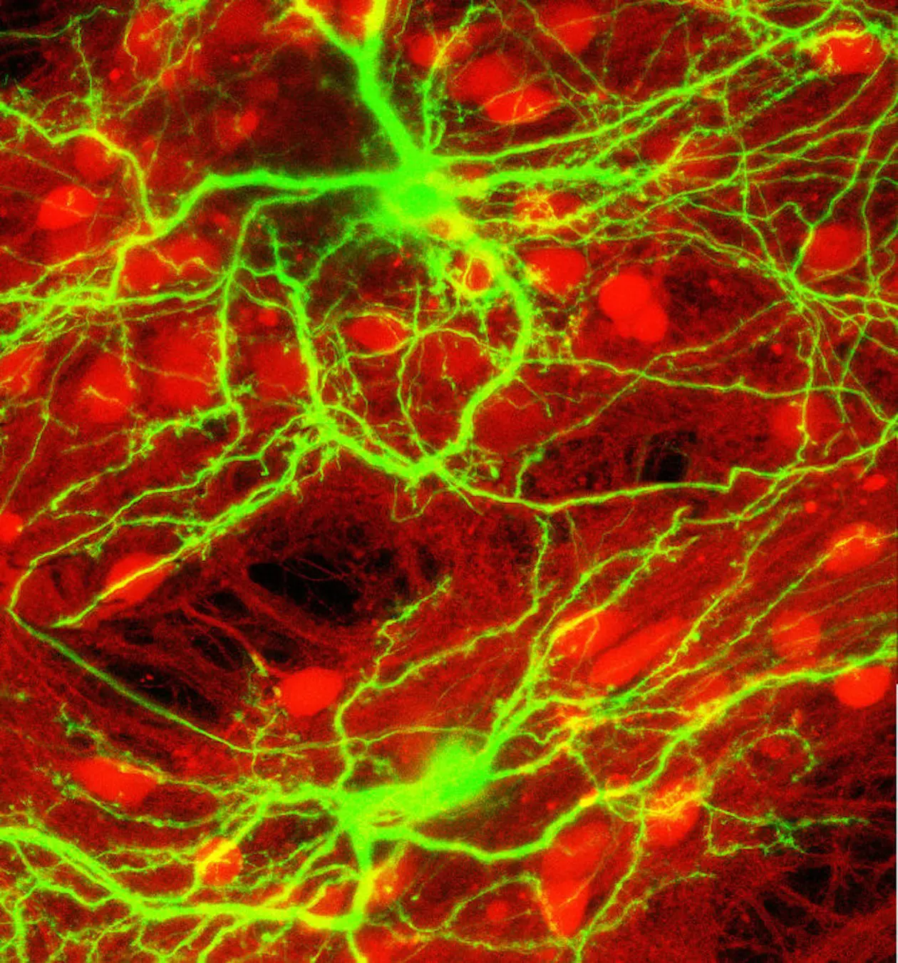 Neuronale Kultur mit 80 Prozent hemmenden (rot) and 20 Prozent erregenden (grün) Neuronen.
