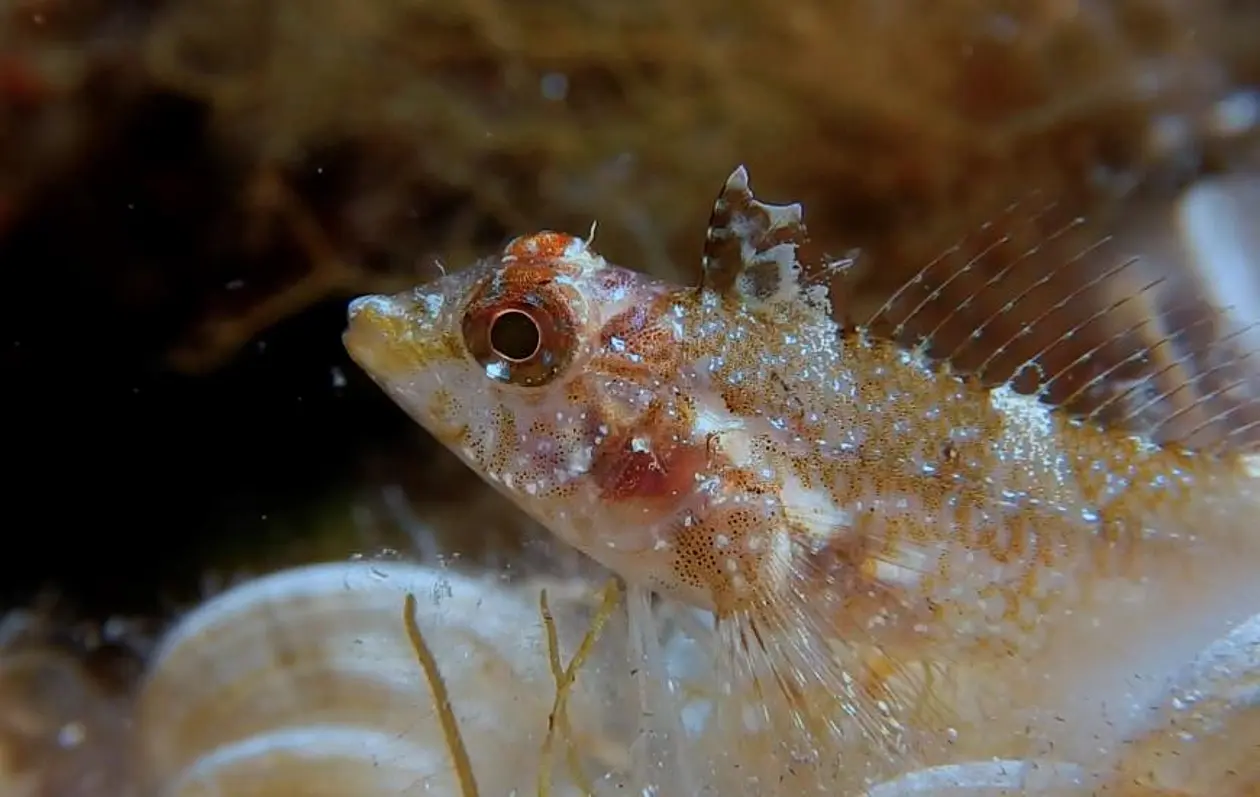 Der Gelbe Spitzkopf-Schleimfisch (Tripterygion delaisi) zeigt einen blauen Augenblitz. Foto: Nico K. Michiels