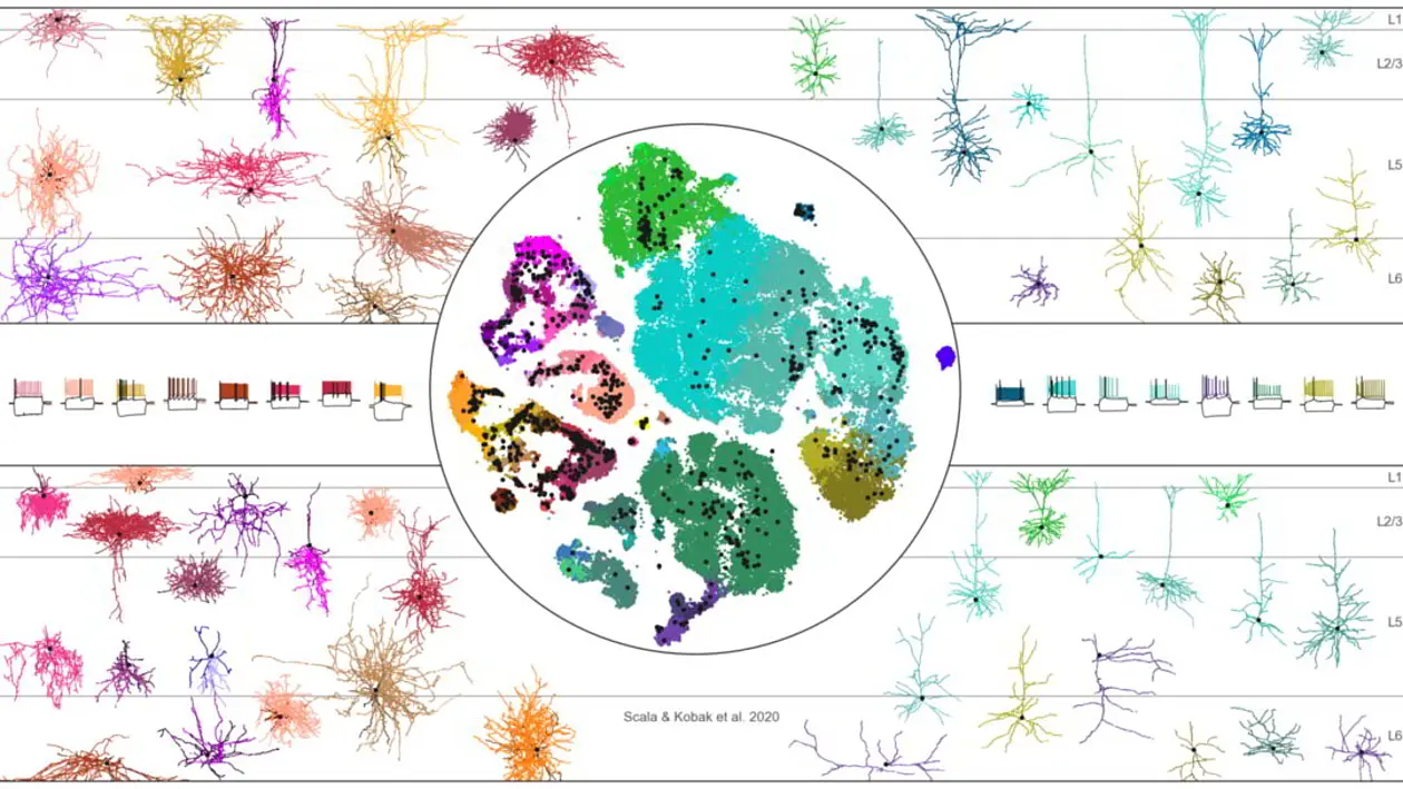 Beispielhafte Morphologien und elektrophysiologische Reaktionen von Neuronen im primär-motorischen Kortex der Maus. Jedes Neuron wurde in einen transkriptomischen Referenzatlas (Mitte) eingeordnet.