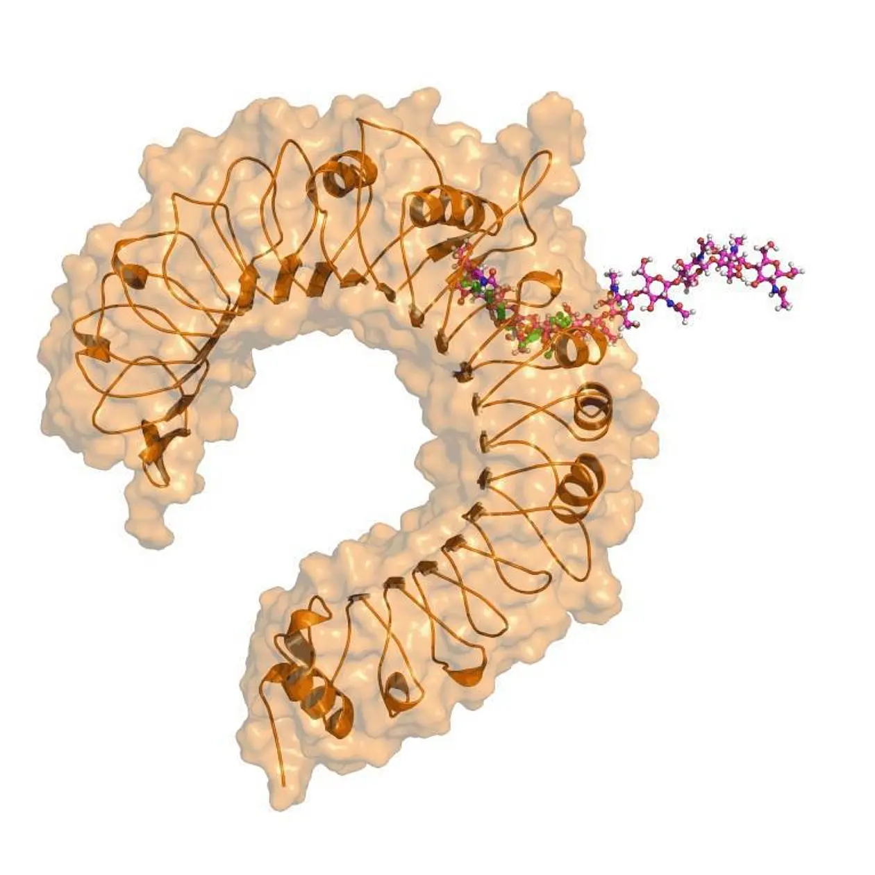 3D-Computer-Modell des TLR2-Rezeptors (orange), der eine Chitinkette (pink) bindet. Dabei passen 5 Chitin-Untereinheiten in die Bindetasche von TLR2, mit der dieser Rezeptor auch andere Muster, die auf Pathogene hindeuten, erkennen kann. Der Teil der Chitinkette, der aus dem Rezeptor herausragt, wird vermutlich benötigt, um einen zweiten Rezeptor zu vernetzen, was zur Aktivierung einer Signalkette und damit zu Immun- und Entzündungsreaktionen führt.