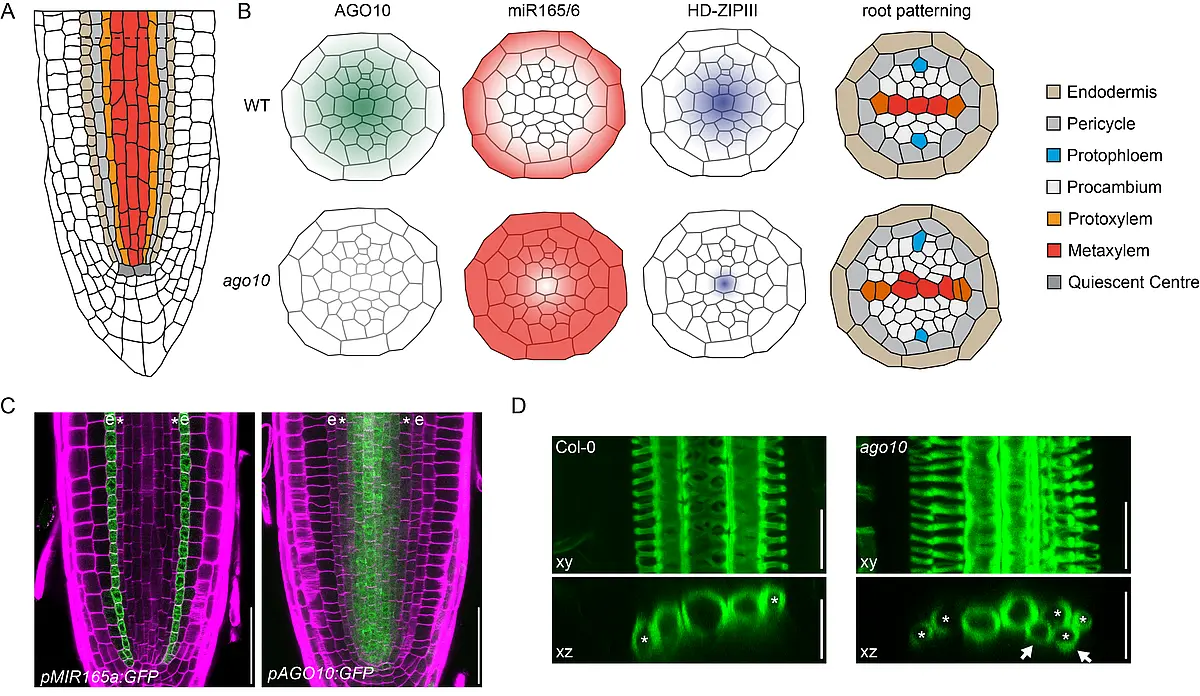 AGO10 is required for cell fate specification and control of formative cell division in the root