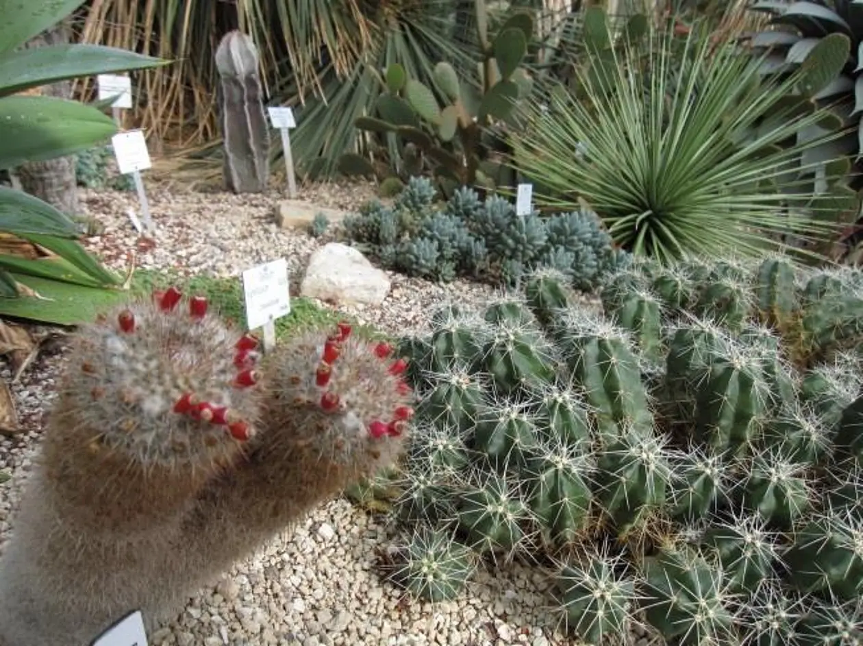Sukkulenten im Botanischen Garten. Foto: B. Fiebig