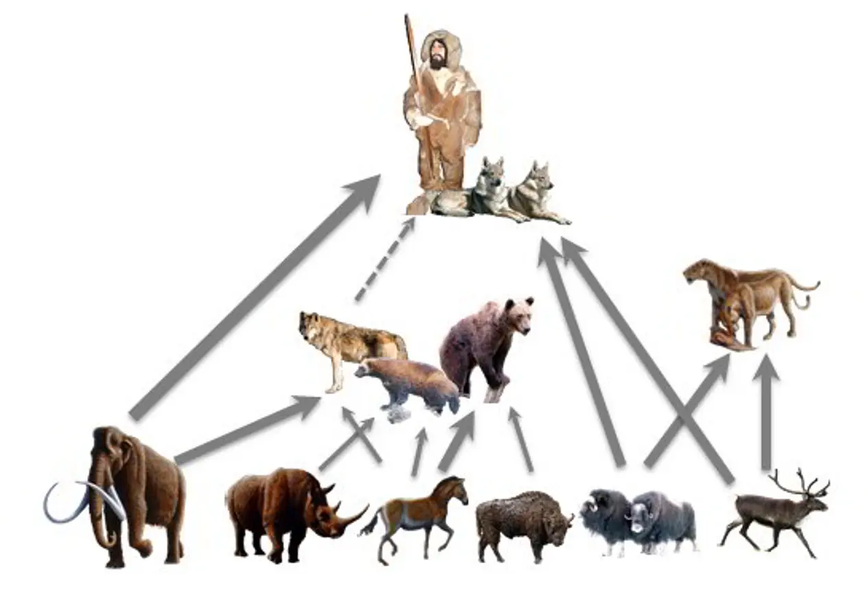 Vereinfachte Darstellung der Jäger-Beute-Beziehungen zwischen prähistorischen Menschen und Großsäugern in Předmostí I vor 30.000 Jahren – rekonstruiert aus den Isotopenanalysen der Knochen. Illustration: Hervé Bocherens. Urheber der Einzelelemente: Wollhaarmammut, Wollnashorn, Pferd & Höhlenlöwe: Mauricio Antón/DOI:10.1371/journal.pbio.0060099; Moschusochse: U.S. Fish and Wildlife Service; Rentier: Alexandre Buisse; Wolf: Santiago Atienza; Vielfraß: Matthias Kabel; Braunbär: Jean-Noël Lafargue; Hunde: Margo Peron; Bison: Michael Gäbler; Prähistorischer Mann: Hervé Bocherens.