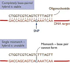 Whole Genome Scan by SNP Arrays