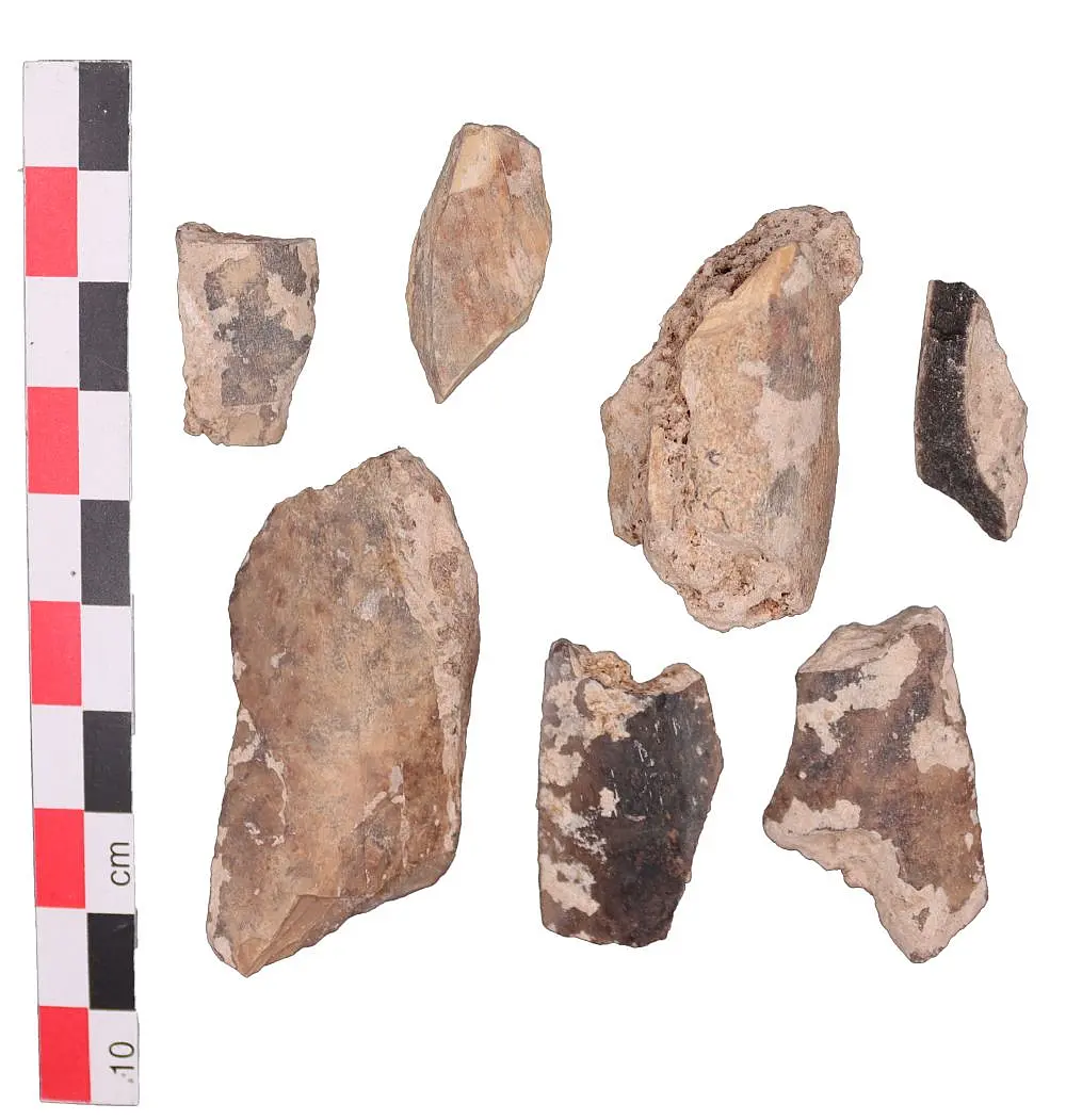 Seven fossils. A measuring tape to the left of them.
