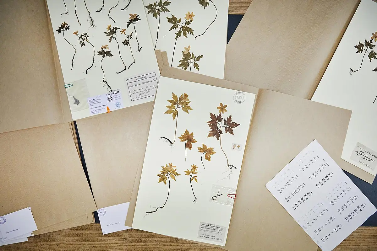 Herbarium specimen of the wood anemone
