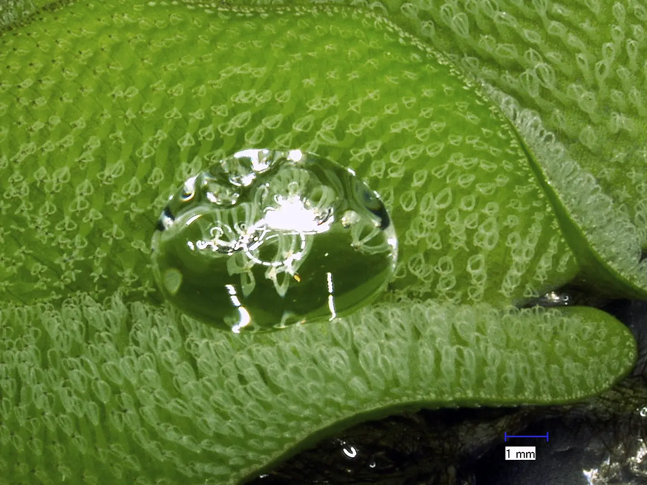 A drop of water on a leaf of the tropical floating fern Salvinia molesta. 