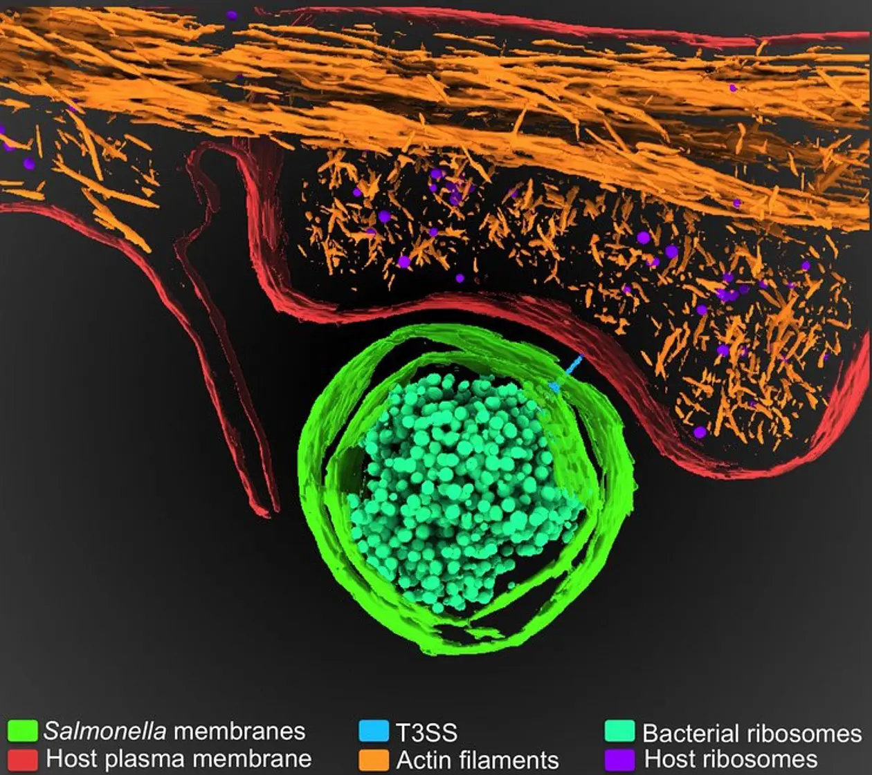 Kryo-Elektronentomographie-Aufnahme von Salmonella Typhi bei der Interaktion mit der Membran der Wirtszelle. CC-BY 4.0. 