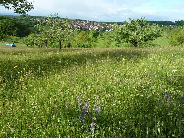 Foto von Tübinger Wiese mit Blumen