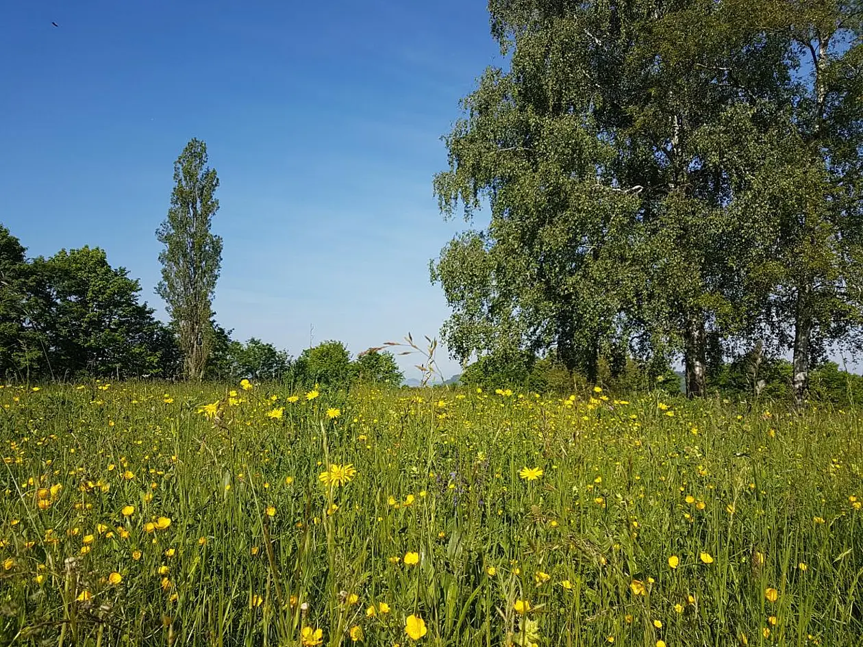 Foto einer Wiese mit Blumen und Bäumen