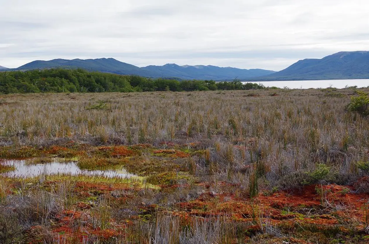 Beispiel eines Moores in Patagonien, Chile. Foto: Klaus-Holger Knorr, Universität Münster