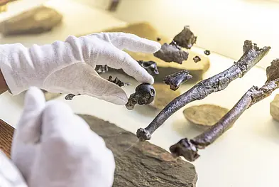 Bones from the hand of a male Danuvius