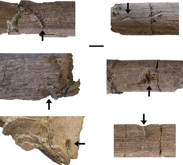 Bones of long-necked mamenchisaur with tooth marks (arrows). Scale: 1 cm. 