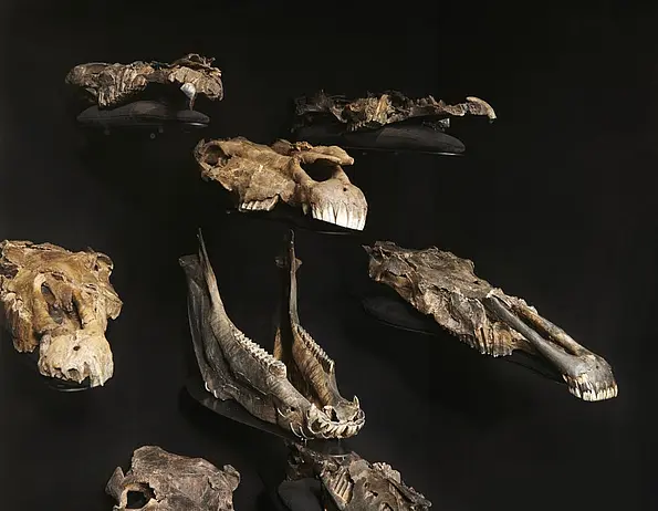 Images of skull bones against a black background