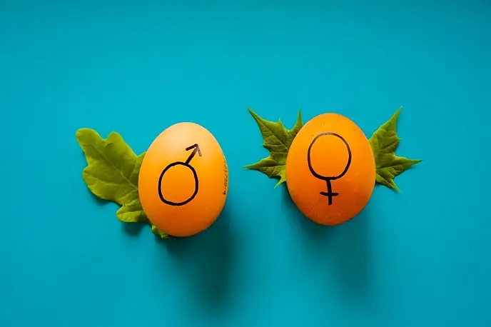 Zwei Eier mit je dem Gender-Symbol von Mann und Frau, jeweils auf einem Eichel- und einem Ahornblatt