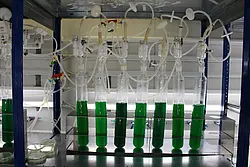 Cyanobakterien im Reagenzglas