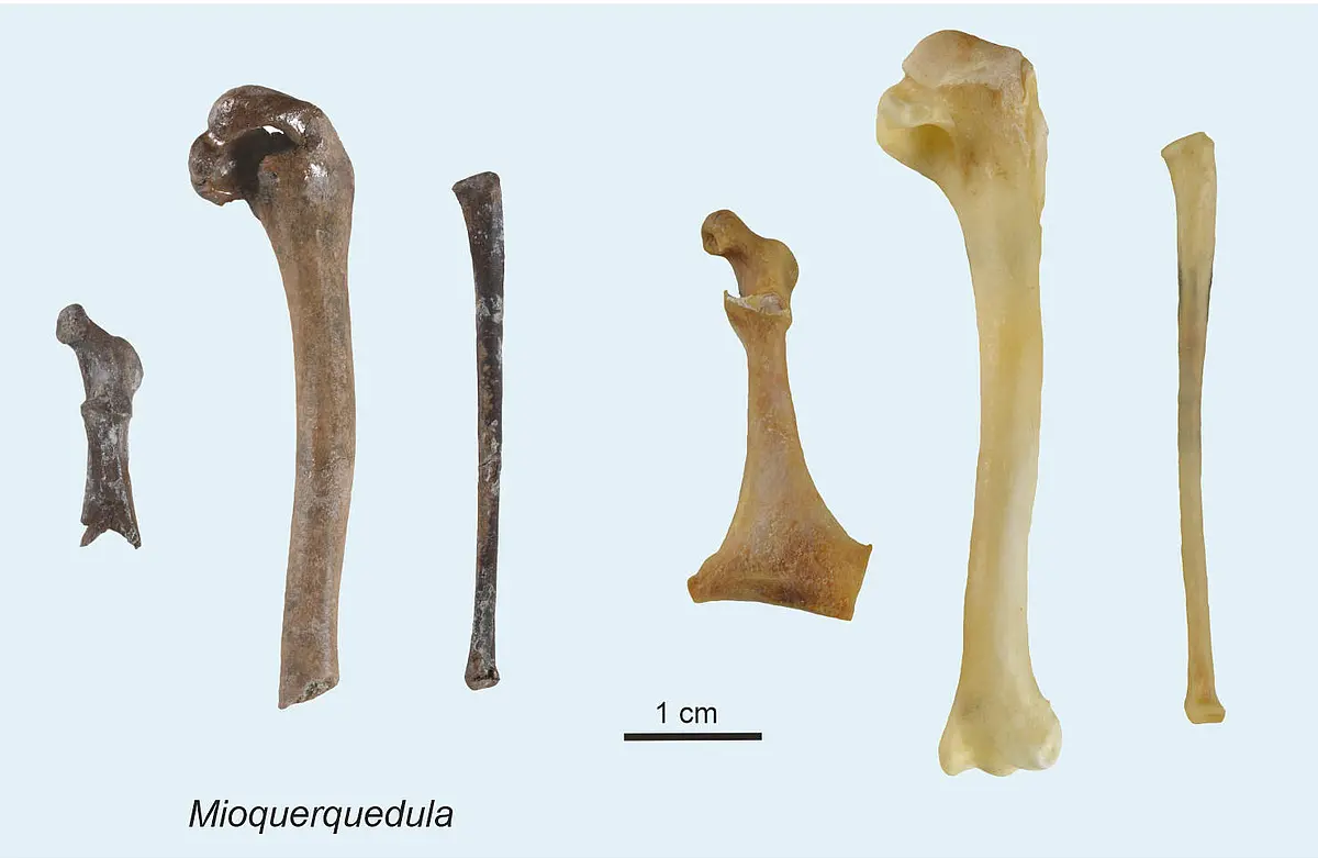 Six bones stand side by side for comparison