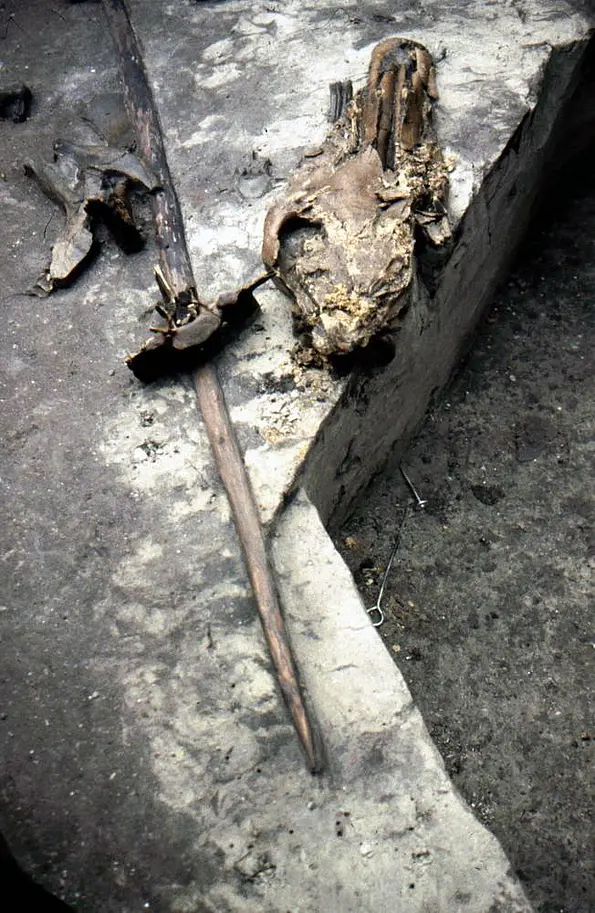Excavation site with spear and horse remains.