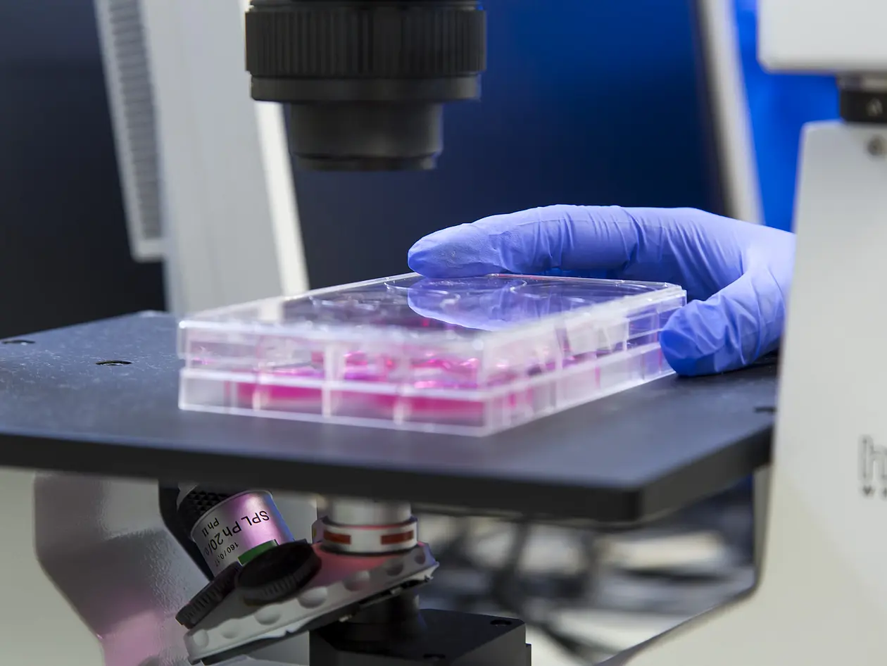 Examination of a sample in the molecular and cell biology laboratory