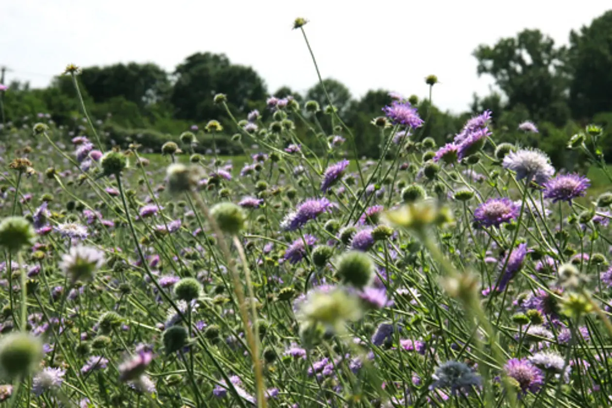Die Acker-Witwenblume (Knautia arvensis). Foto: Walter Durka