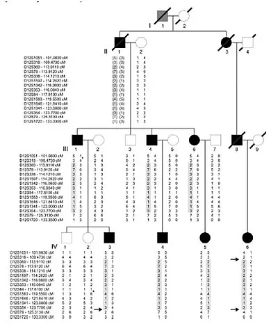 Table of a haplotype reconstruction for 15 microsatellites markers