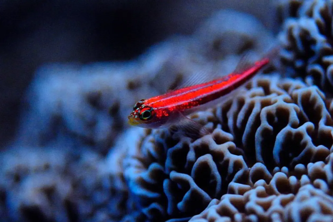 Helcogramma striata (auch als Zwerghähnchen bezeichnet) ist einer der am stärksten fluoreszierenden Fische in den Tropen. Individuen in 20 Meter Tiefe leuchten mehr als sechsmal stärker als Artgenossen in fünf Meter Tiefe am gleichen Standort. Bild: Nico K. Michiels