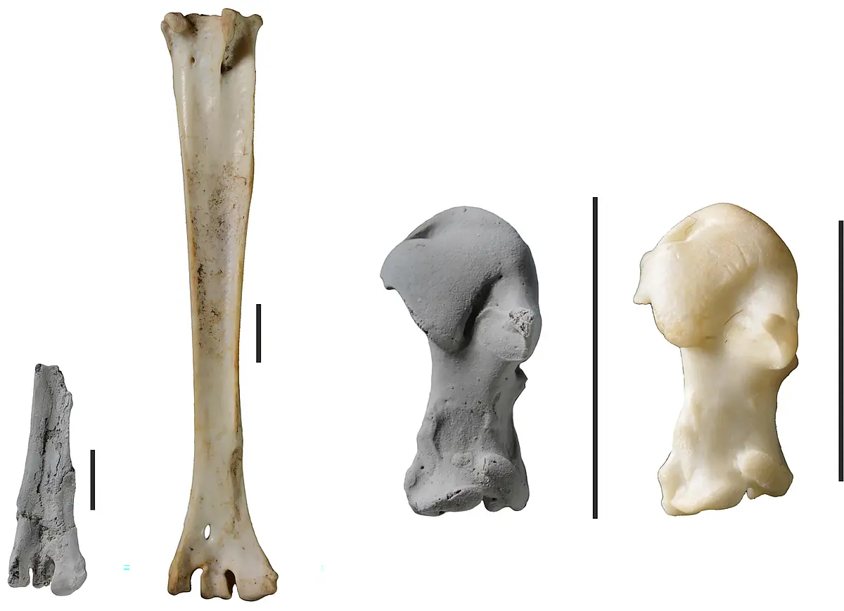 Two pairs of bones in comparison