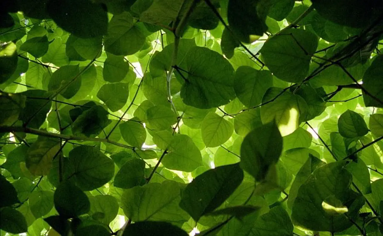 Die einheimischen Pflanzen sehen den invasiven Japanknöterich (Fallopia japonica) meistens von unten: Sie werden überwuchert. Bild: Oliver Bossdorf