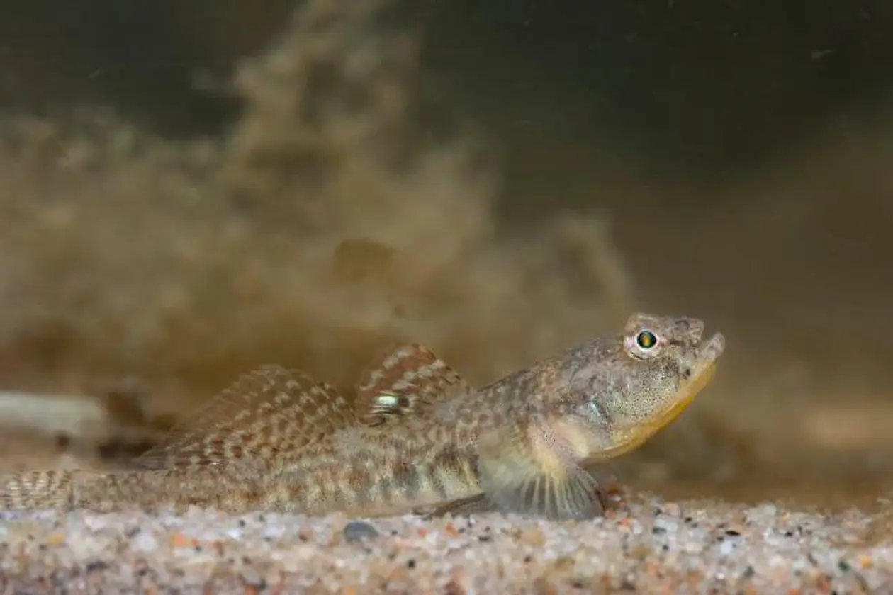 Strandgrundel-Männchen (Pomatoschistus microps). Foto: Martin Vallon