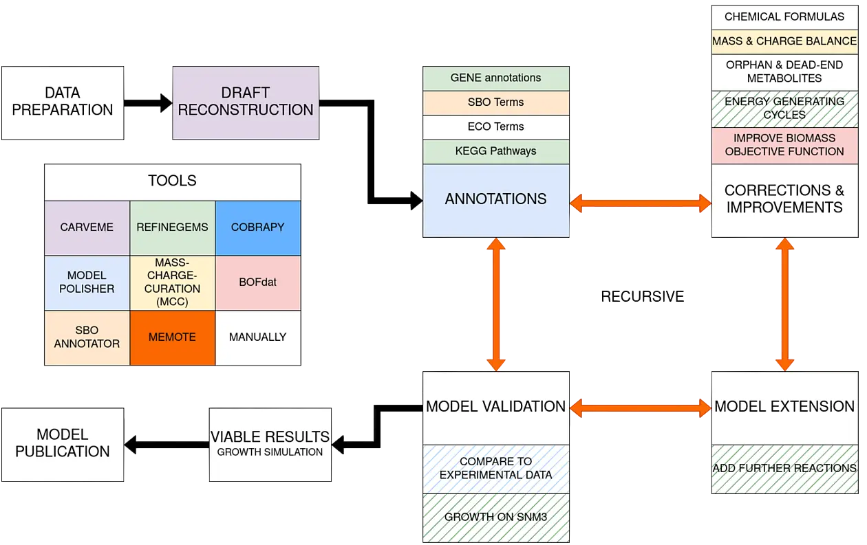 Procedure for semi-automatic reconstruction using the example of S. sanguinis