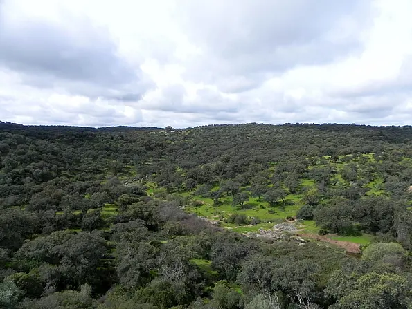 Dehesa landscape near Aracena in Sierra Morena. 