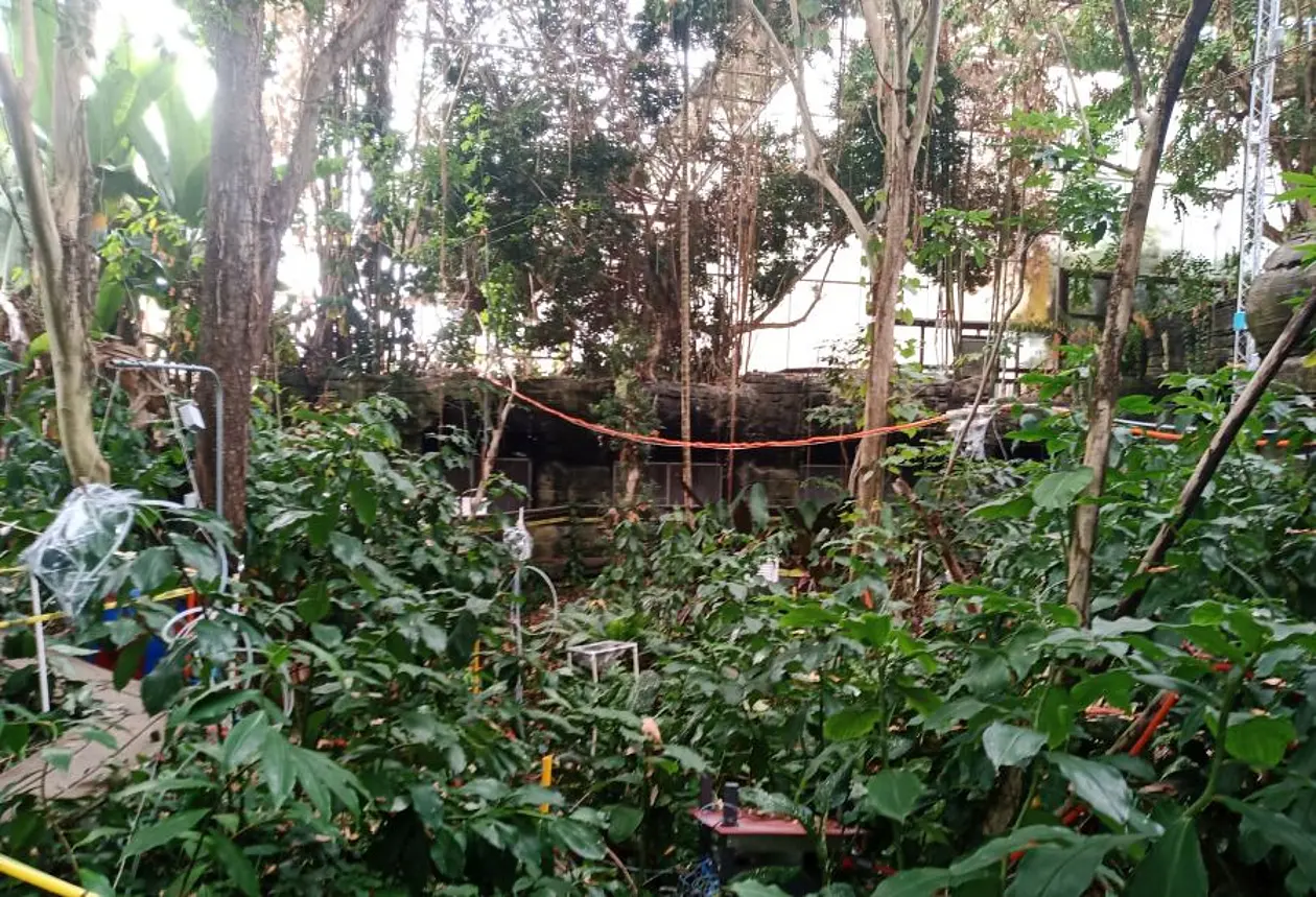Aufnahme des künstlich angelegten Regenwaldes im "Biosphere 2"-Forschungszentrum