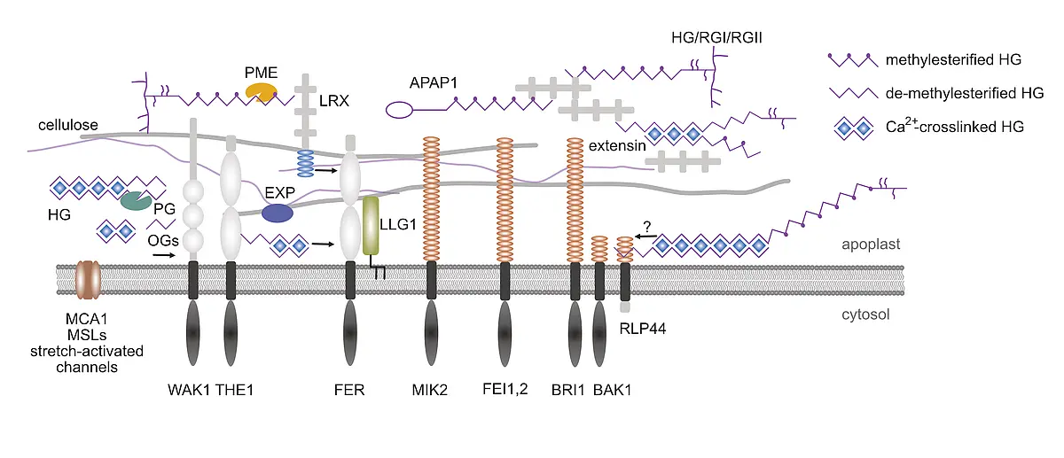 Overview over cell wall receptor candidates with simplified cell wall components