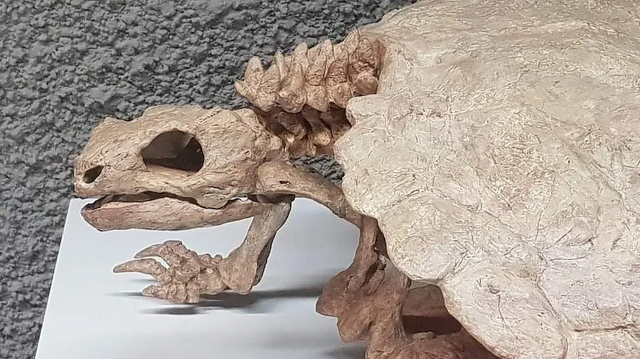 Although turtles belong to the reptiles, their skulls differs markedly from those of other members of this group. 