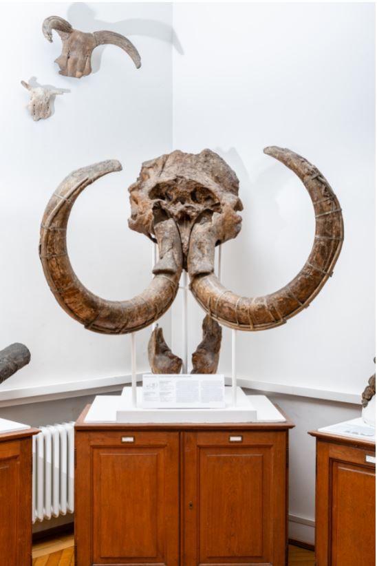 Photo of a mammoth skull in frontal view, as an example of an extinct mammal