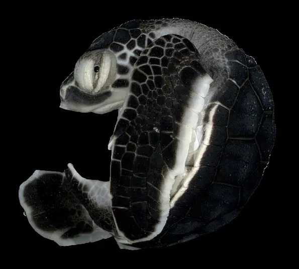 Microscopic image of a young sea turtle against a black background.