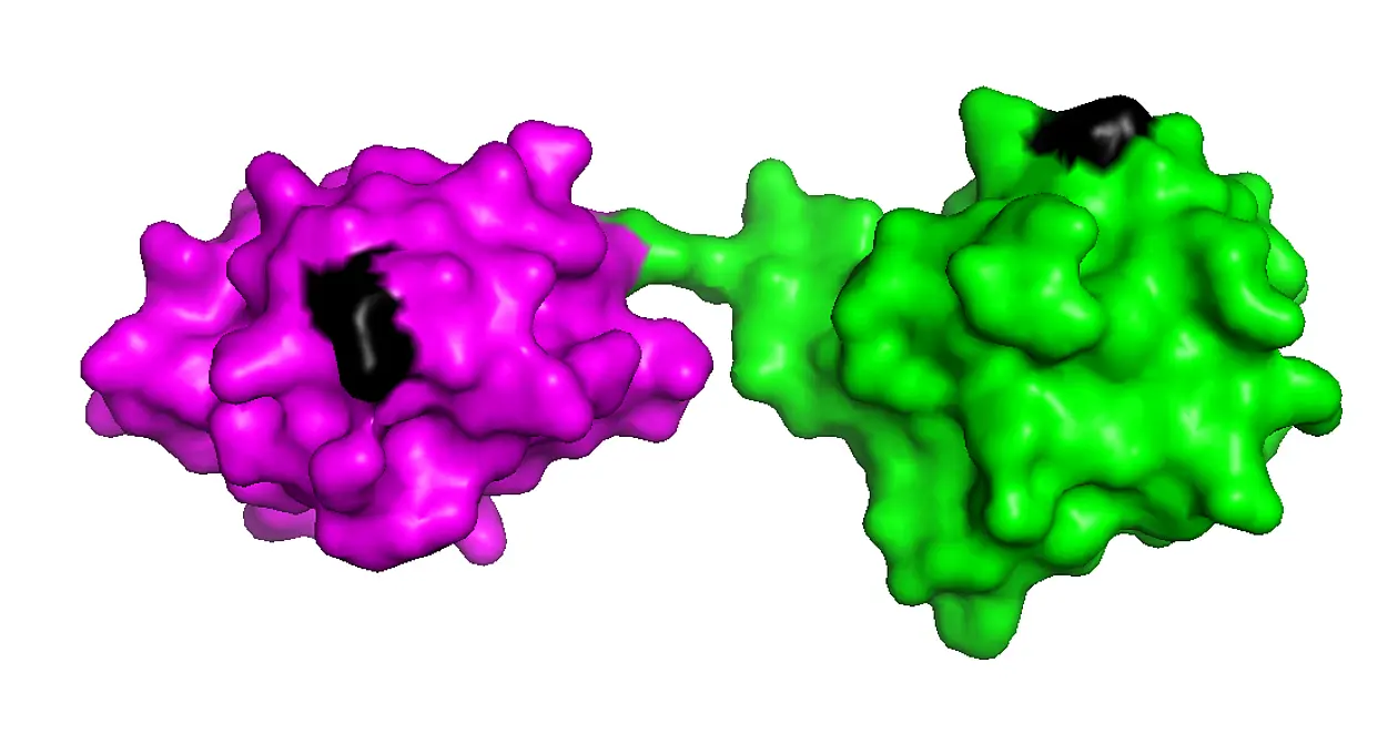 Schematische Darstellung von zwei linear verknüpften Ubiquitin-Molekülen. Die interne Markierungsstelle ist schwarz gekennzeichnet. Grafik: Koraljka Husnjak, erstellt mit PyMOL Software
