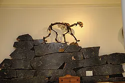 Auch ein Säbelzahntiger spaziert durch die Ausstellungsräume.