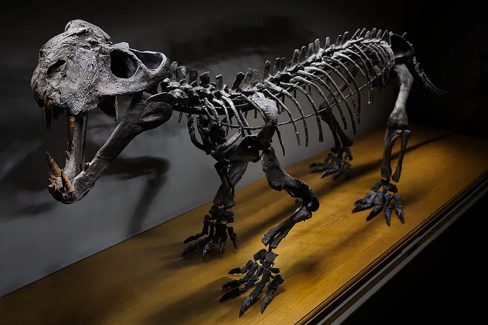 Dieser Scymnognathus parringtoniist mit 255 Millionen Jahren ein früher Vorfahre der Säugetiere, eines der ältesten Fossilien, bei denen eine konstante Körpertemperatur und sogar Schnauzenhaare rekonstruiert werden können. 