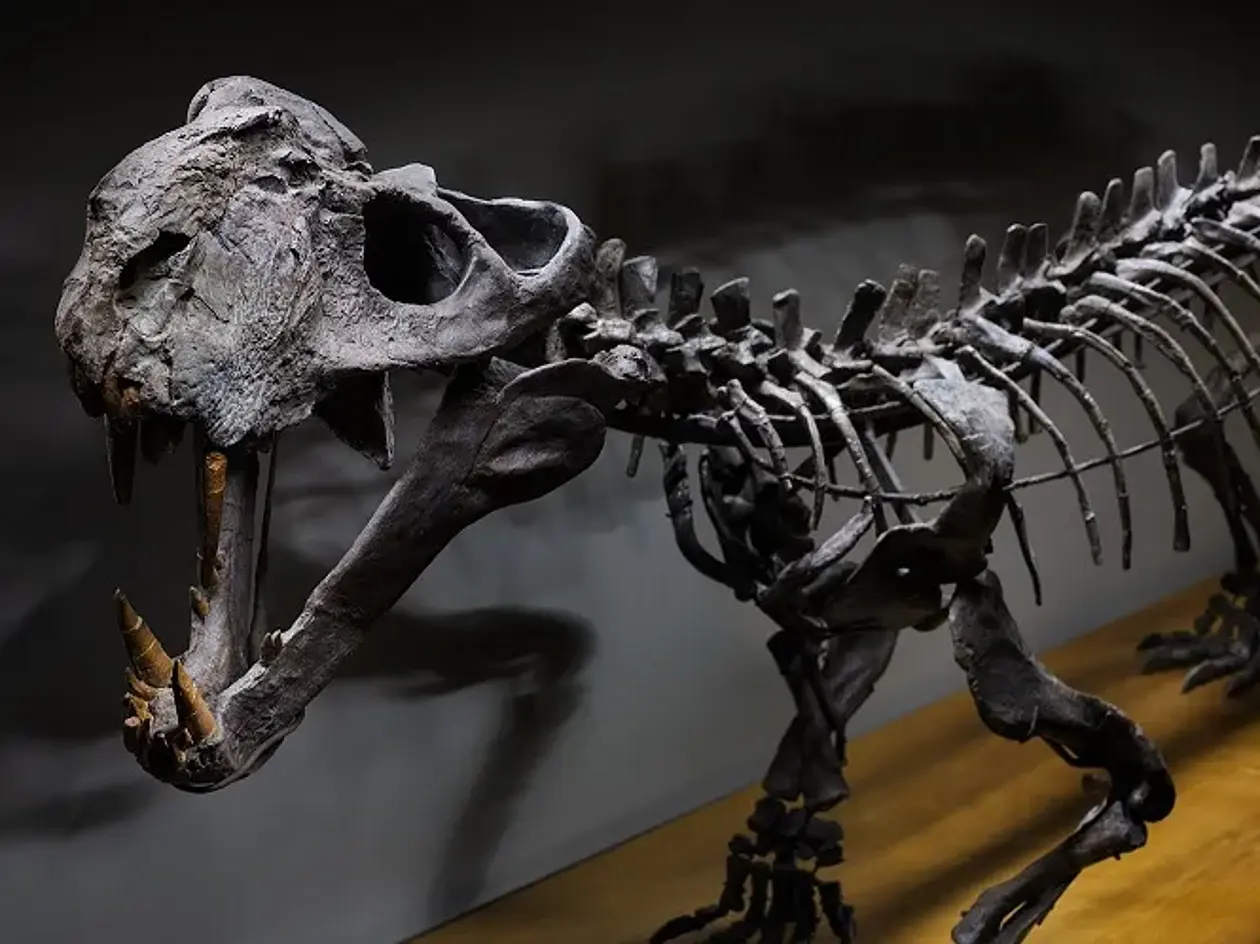 Dieser Scymnognathus parringtoniist mit 255 Millionen Jahren ein früher Vorfahre der Säugetiere, eines der ältesten Fossilien, bei denen eine konstante Körpertemperatur und sogar Schnauzenhaare rekonstruiert werden können. 