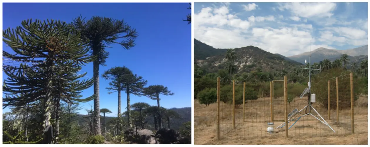 Links: Araucaria Bäume im Nationalpark Nahuelbuta (Foto: Ehlers). Rechts: EarthShape Wetterstation im Nationalpark La Campana (Foto: Übernickel).