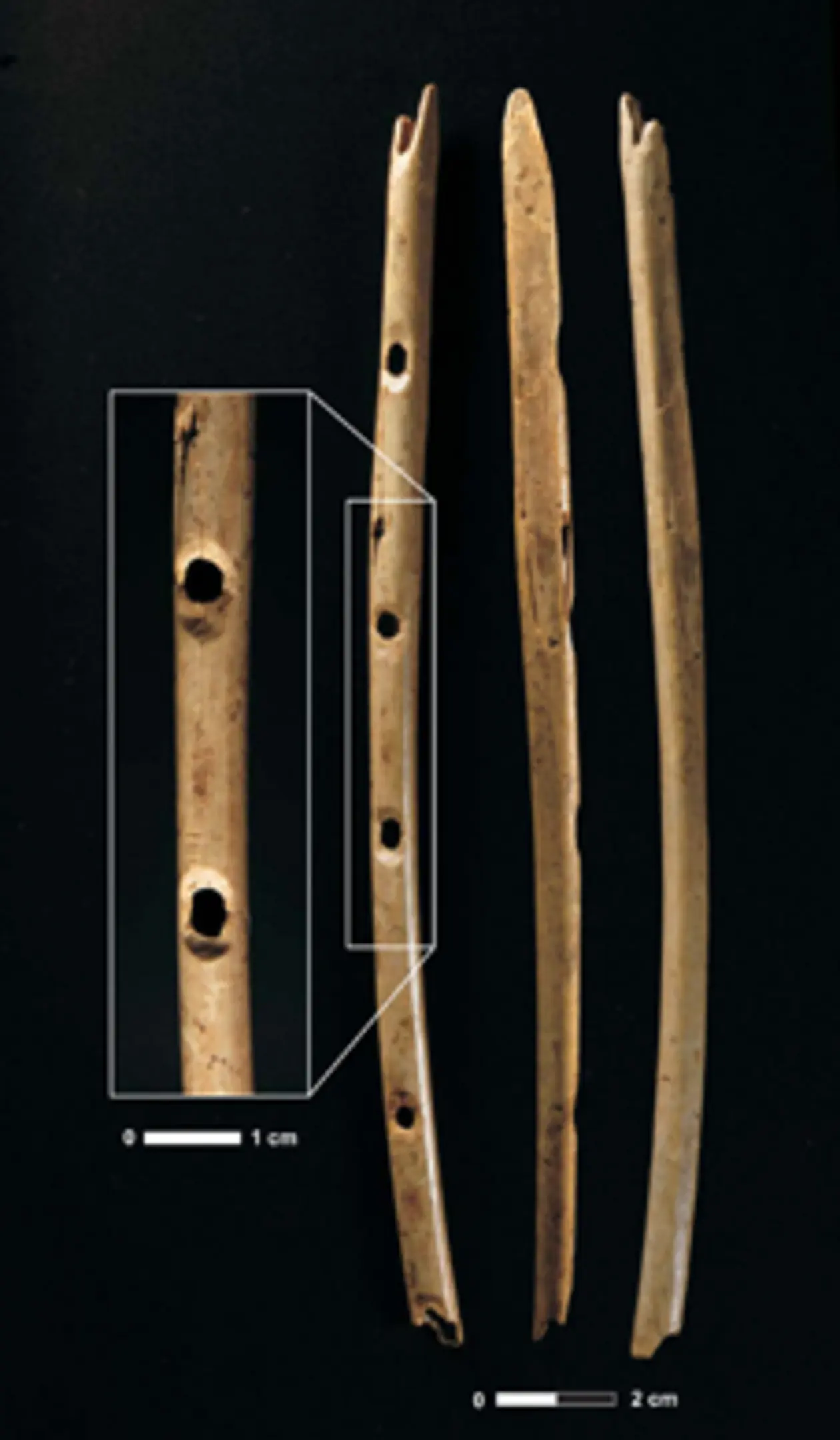 So sahen die Instrumente aus: Diese nahezu komplette Flöte aus einem Gänsegeierknochen wurde bereits 2008 in der Hohle Fels-Höhle gefunden und ist im Urgeschichtlichen Museum Blaubeuren ausgestellt. Foto: H. Jensen / Universität Tübingen