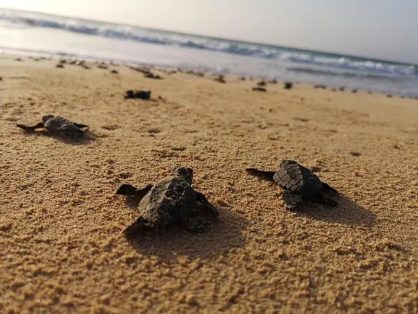 Young sea turtles on sandy ground. The sea with waves in the background.