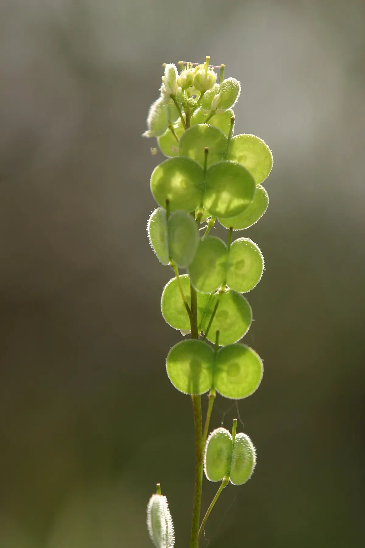 The focal plant species (Biscutella didyma).