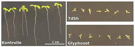 Arabidopsis thaliana seedlings after germination and 7-day growth: While the control group (left) developed nor-mally, growth was inhibited by 260 µM glyphosate (figure below) or 7dSh (fig-ure above).  (scaling identical in all images)