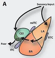What happens in a mouses brain during fear conditioning