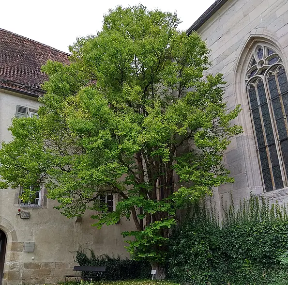 The Katsura or caramel tree (Cercidiphyllum japonicum) at Bebenhausen outside Tübingen. 